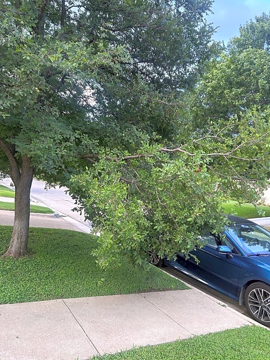 Image submitted with report