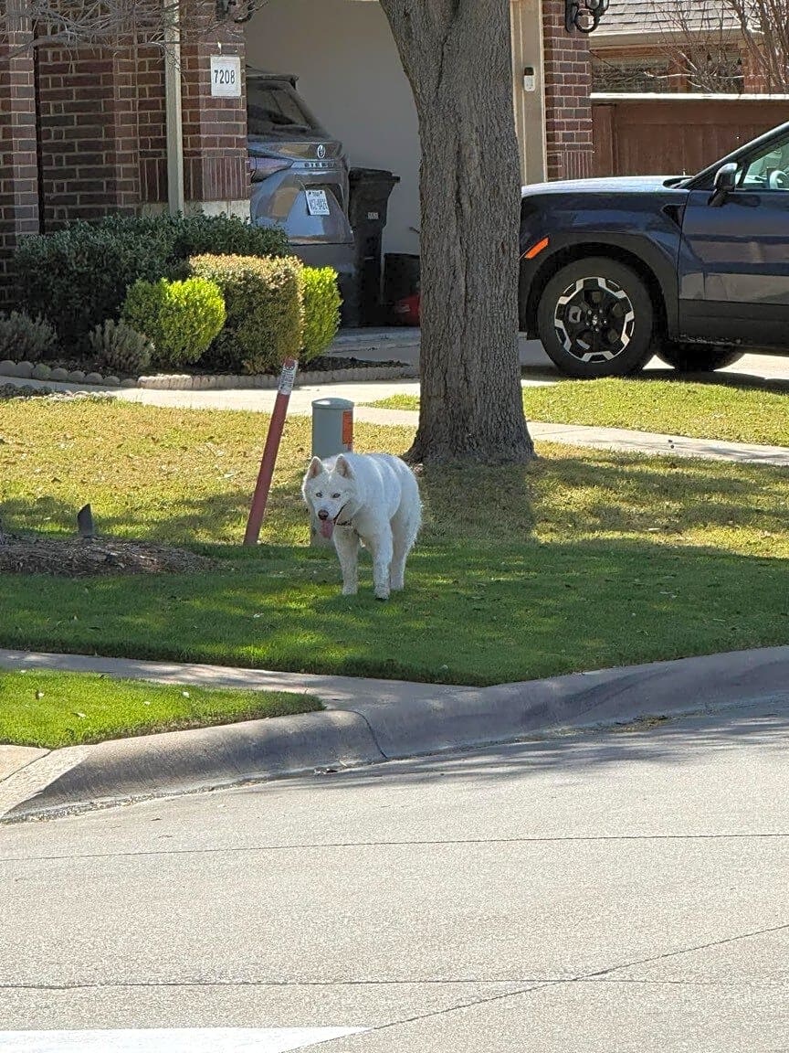 Image submitted with report